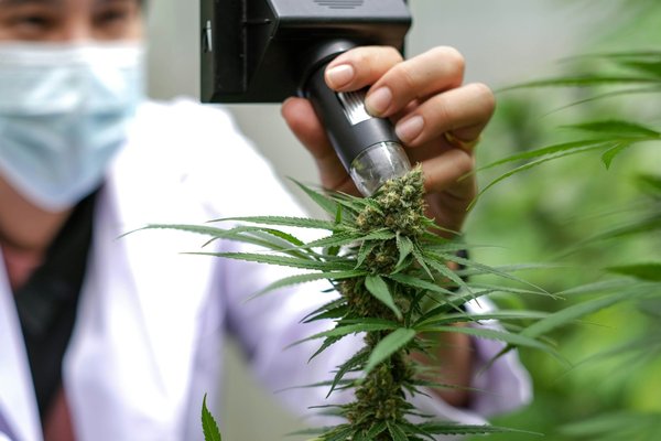 Cbd suisse : qualité, choix et livraison rapide à lausanne